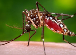 preventative steps to avoid the Zika Virus